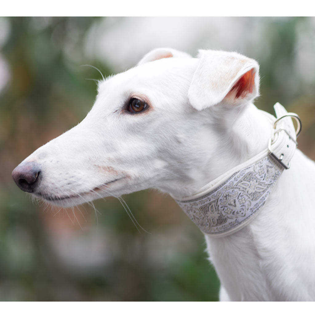 Hundehalsband SNOW