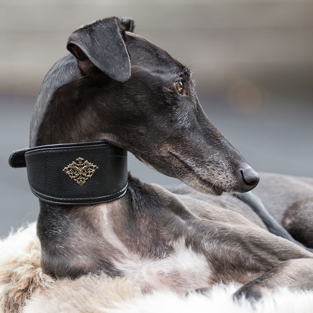 Windhundhalsband mit Schmuckornament II